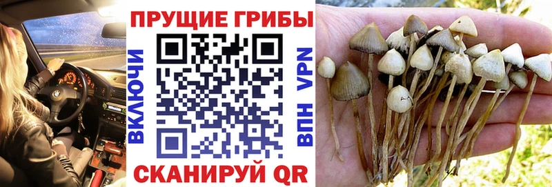 Галлюциногенные грибы Psilocybe  Моздок 